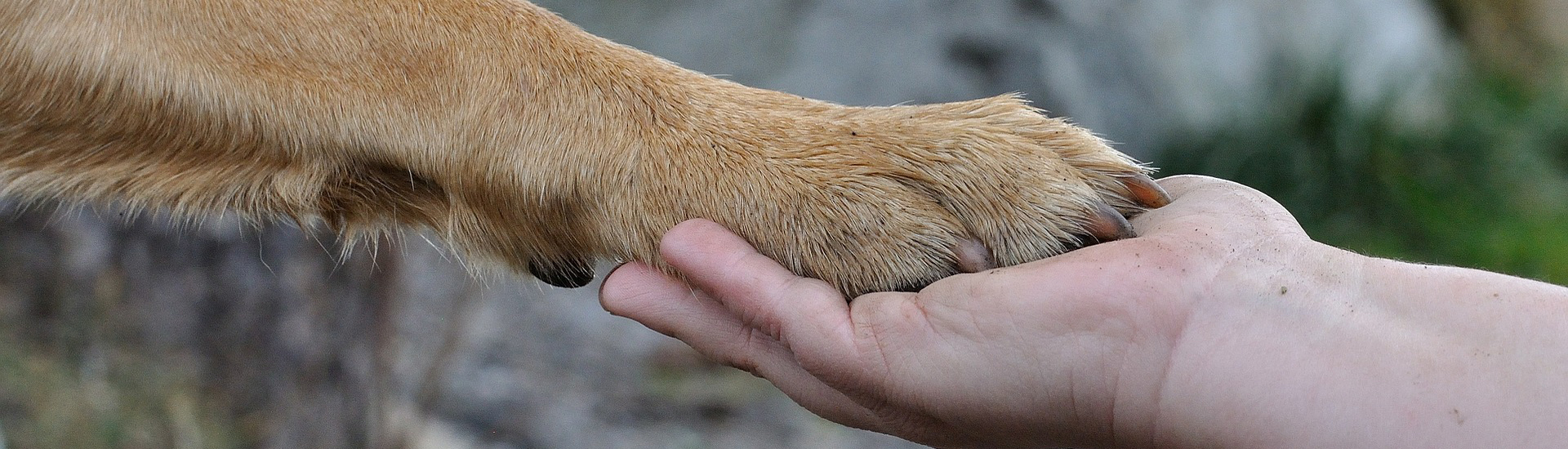 hand und pfote